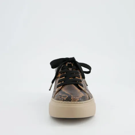 Paul Green 5469058- Trainer Boa.